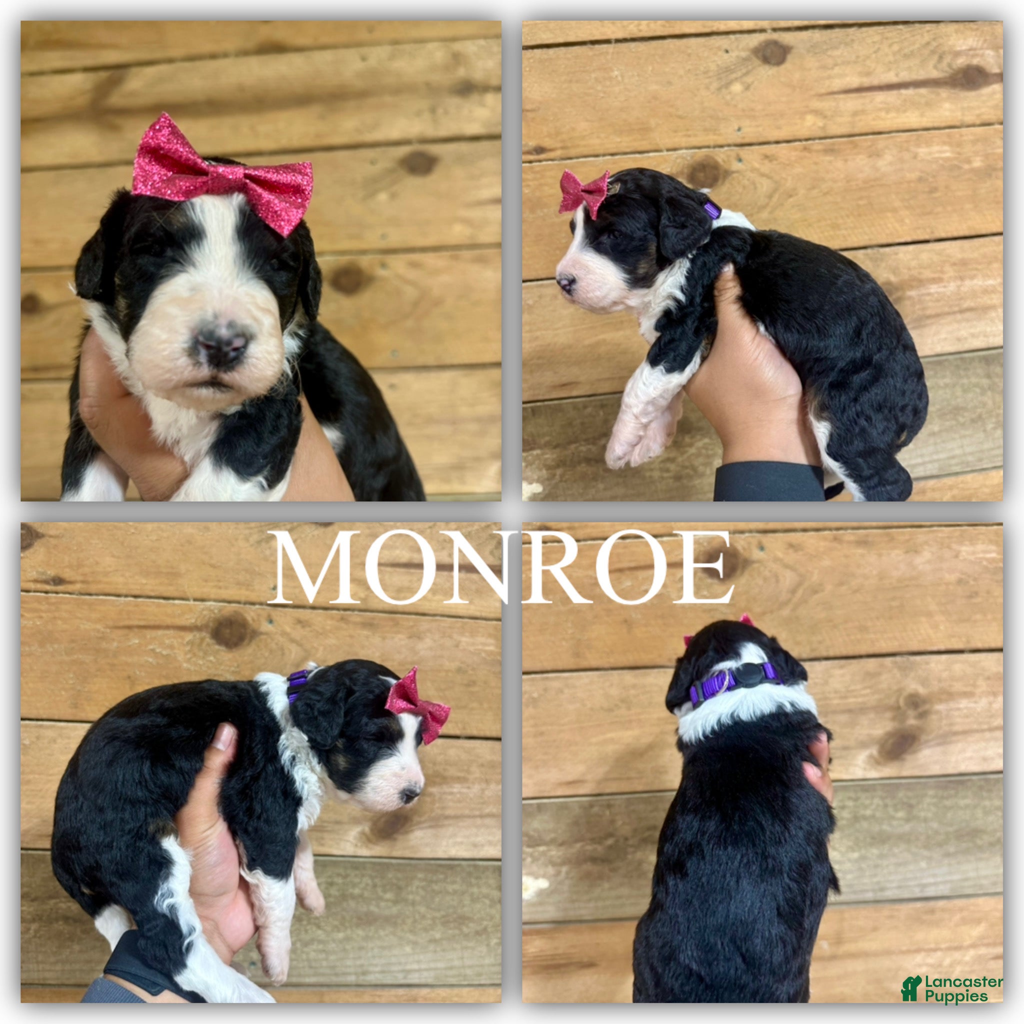 Mini Bernedoodle dogs Monroe - Ad 11
