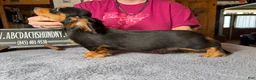 Miniature Dachshund dogs for sale: AKC Russian import - Ad 6