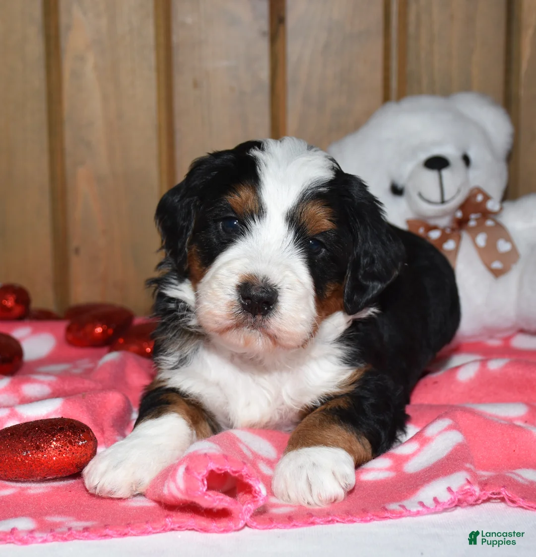 Mini Bernedoodle dogs for sale: Marley - Ad 3