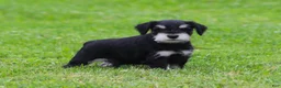 Miniature Schnauzer dogs for sale: Charlie - Ad 4