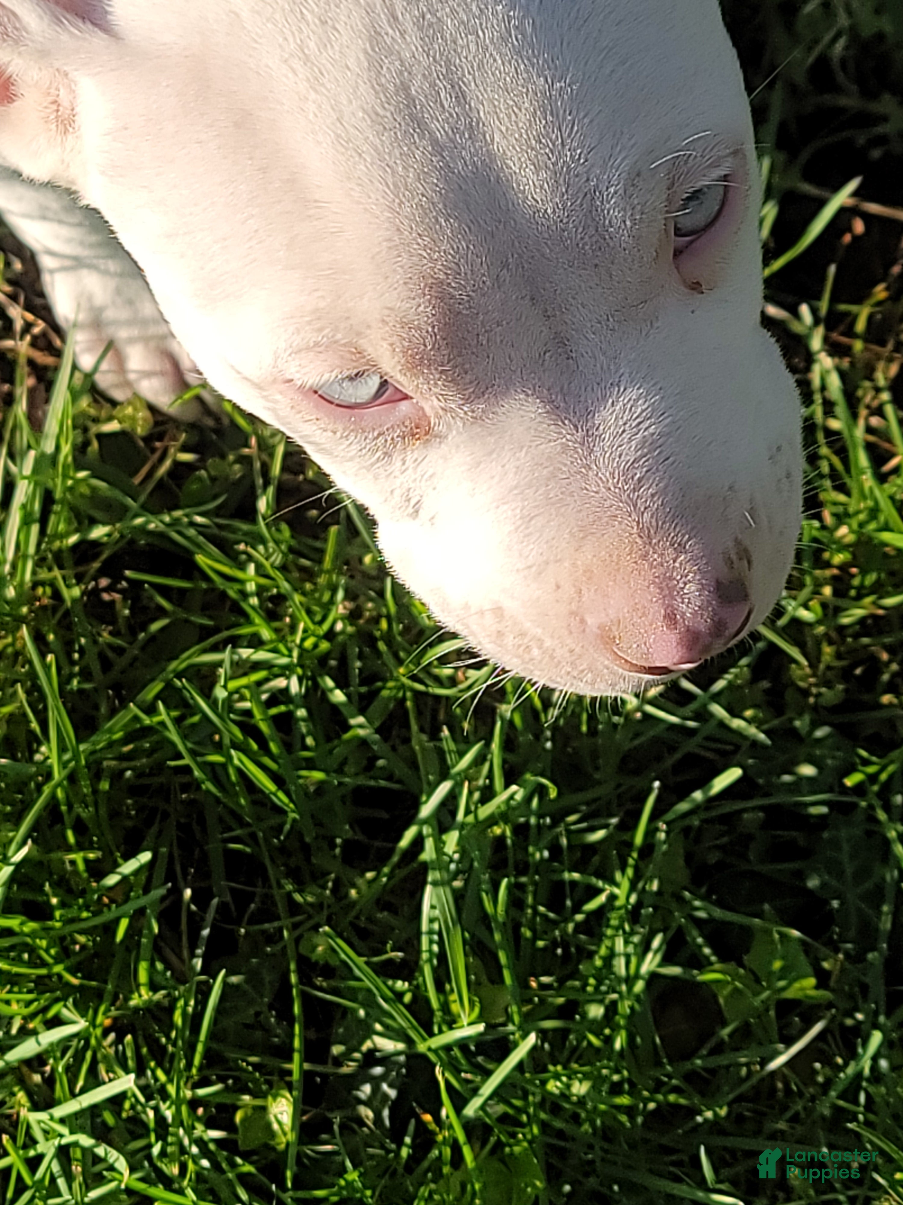 American Pit Bull Terrier dogs American Pit Bull Terrier Puppy 1 - Ad 8