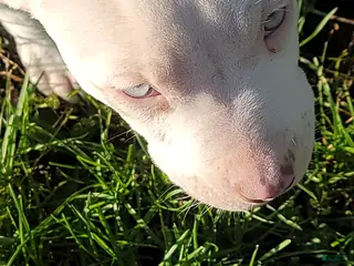 American Pit Bull Terrier dogs American Pit Bull Terrier Puppy 1 - Ad 8