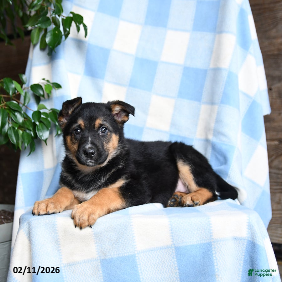 Mixed Breed dogs Bubbles - Ad 2