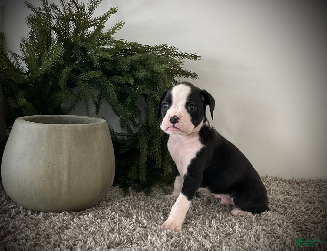 Boxer dogs for sale: Benji  - Ad 6
