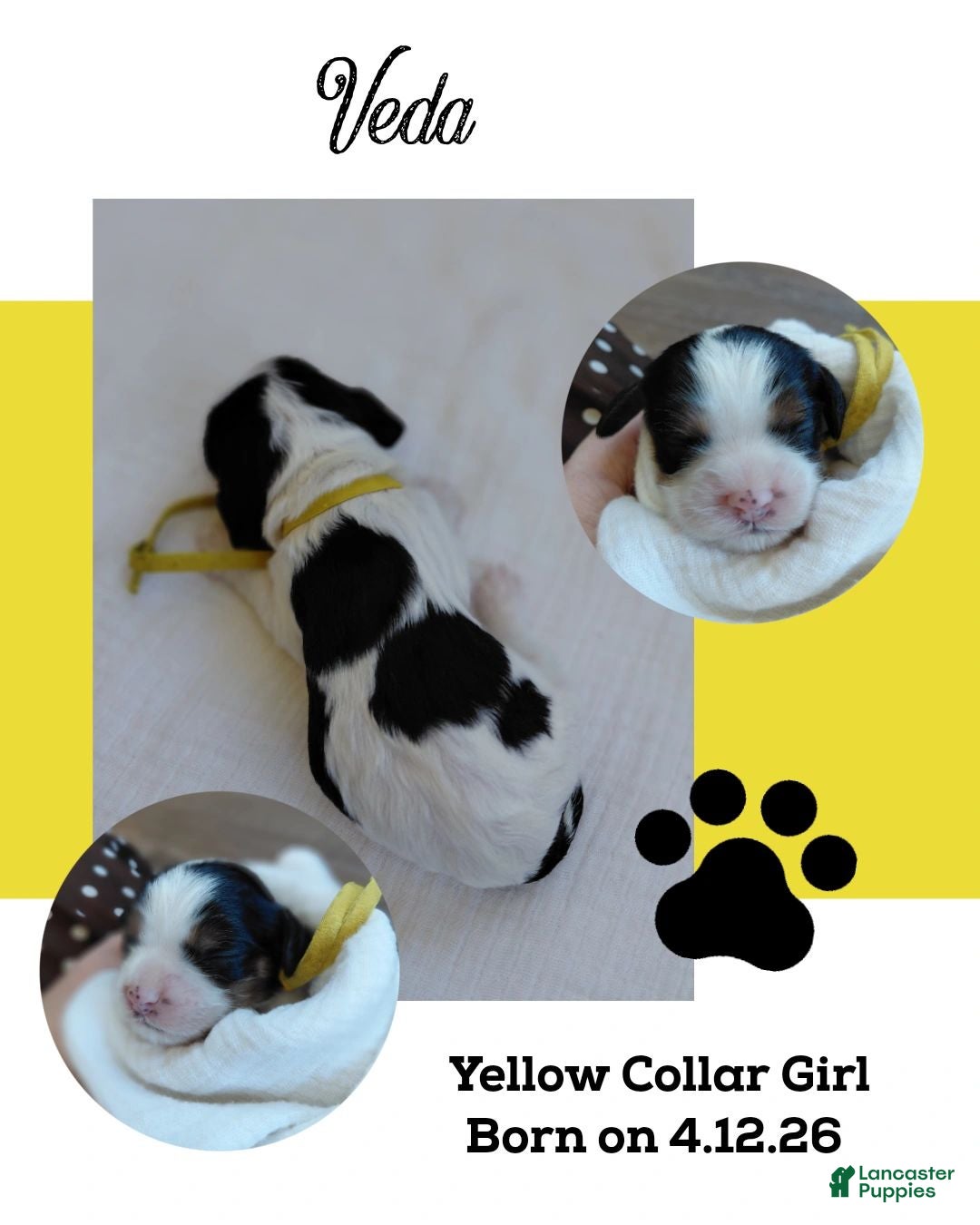 Mixed Breed dogs Veda_Female - Ad 1