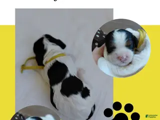 Mixed Breed dogs for sale: Veda_Female - Ad 4