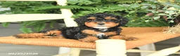 Havapoo dogs for sale: Darcy - Ad 3