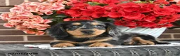 Miniature Dachshund dogs for sale: Toby  - Ad 5