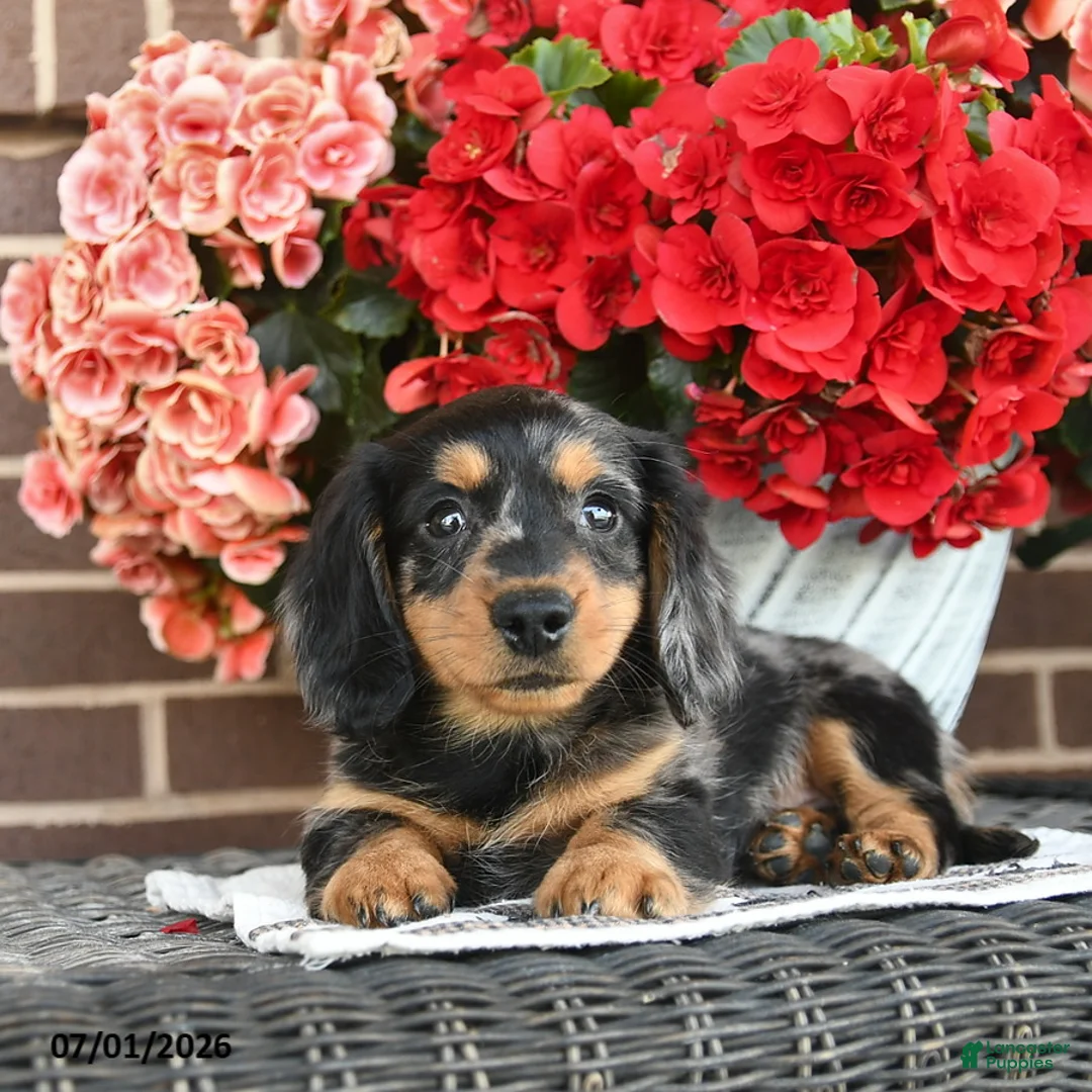 Miniature Dachshund dogs for sale: Toby  - Ad 5