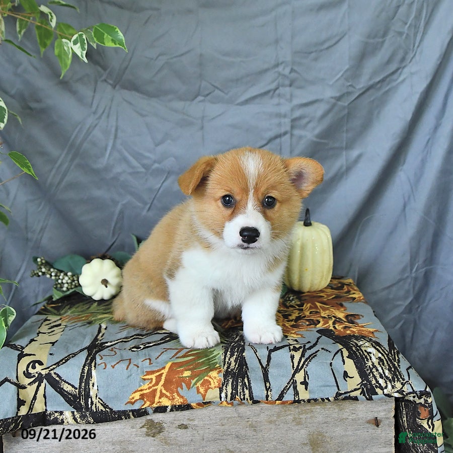 Welsh Corgi Pembroke dogs Abel - Ad 1