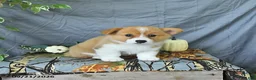Welsh Corgi Pembroke dogs for sale: Abel - Ad 1