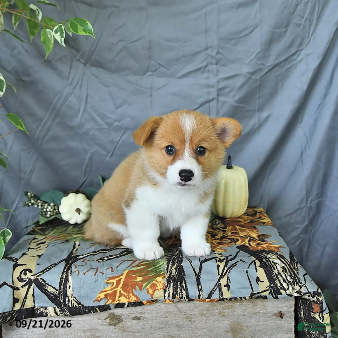 Welsh Corgi Pembroke dogs for sale: Abel - Ad 1