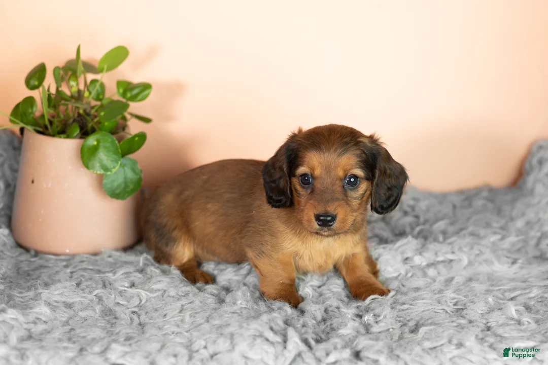 Miniature Dachshund dogs for sale: Chloe  - Ad 1