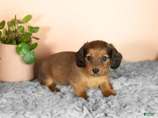 Miniature Dachshund dogs Chloe - Ad 26