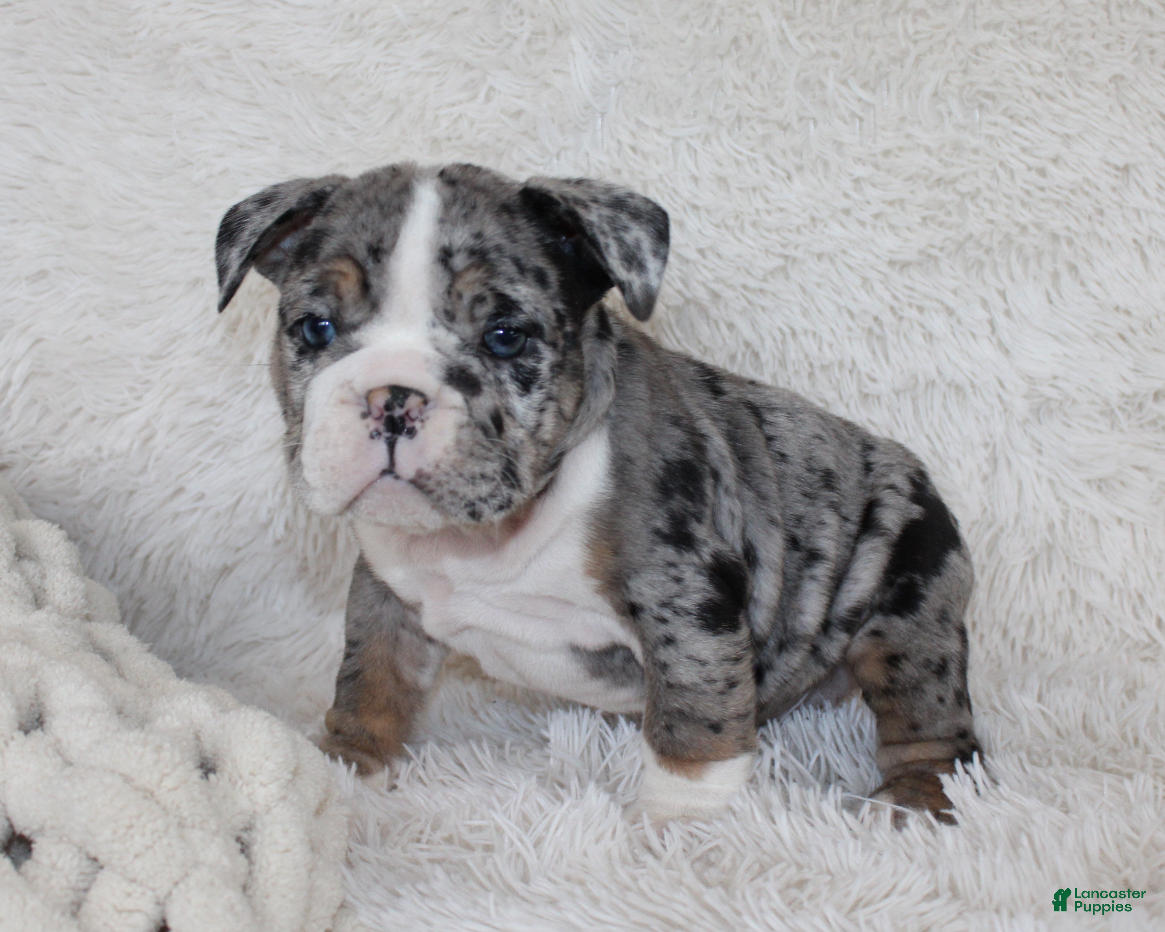 English Bulldog dogs Nikki - Ad 2