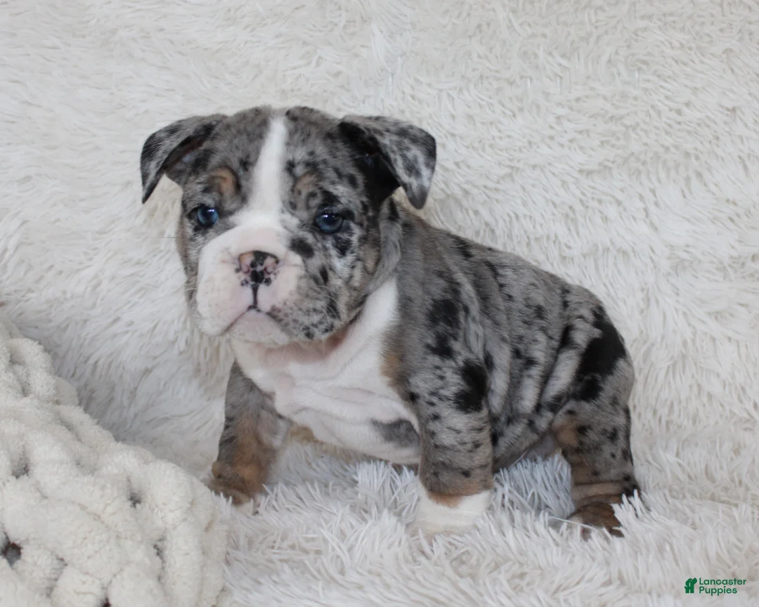 English Bulldog dogs for sale: Nikki - Ad 2