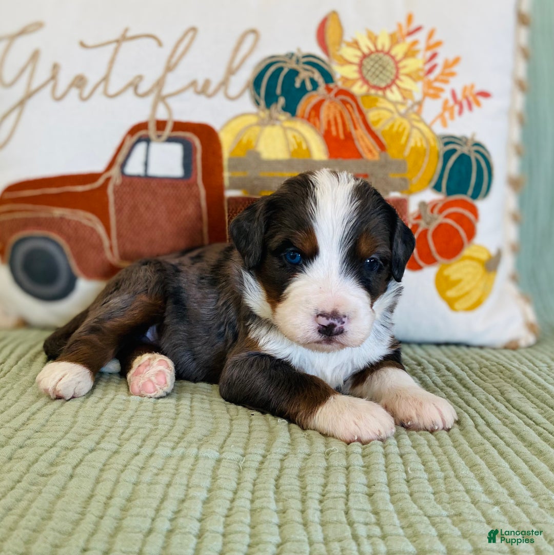 Bernedoodle dogs for sale: Princess - Ad 10