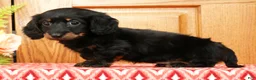 Miniature Dachshund dogs for sale: Vandavale - Ad 1