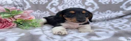 Miniature Dachshund dogs for sale: Hazel - Ad 3