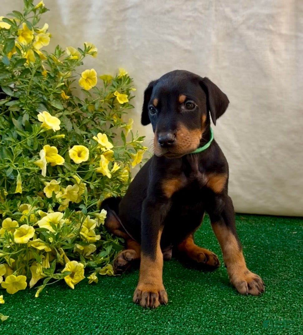 Doberman Pinscher dogs Doberman Pinscher Puppy 1 - Ad 12