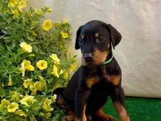 Doberman Pinscher dogs Doberman Pinscher Puppy 1 - Ad 12