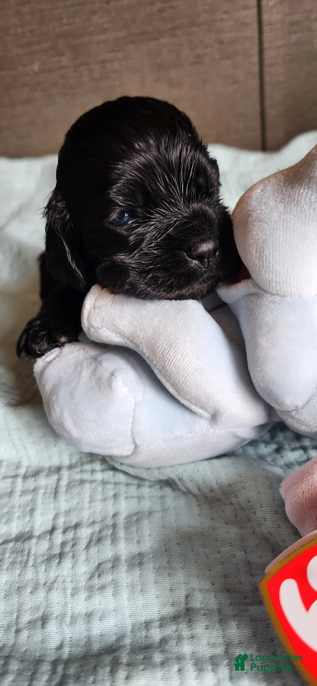 Cocker Spaniel dogs for sale: Cocker Spaniel 5 - Ad 1