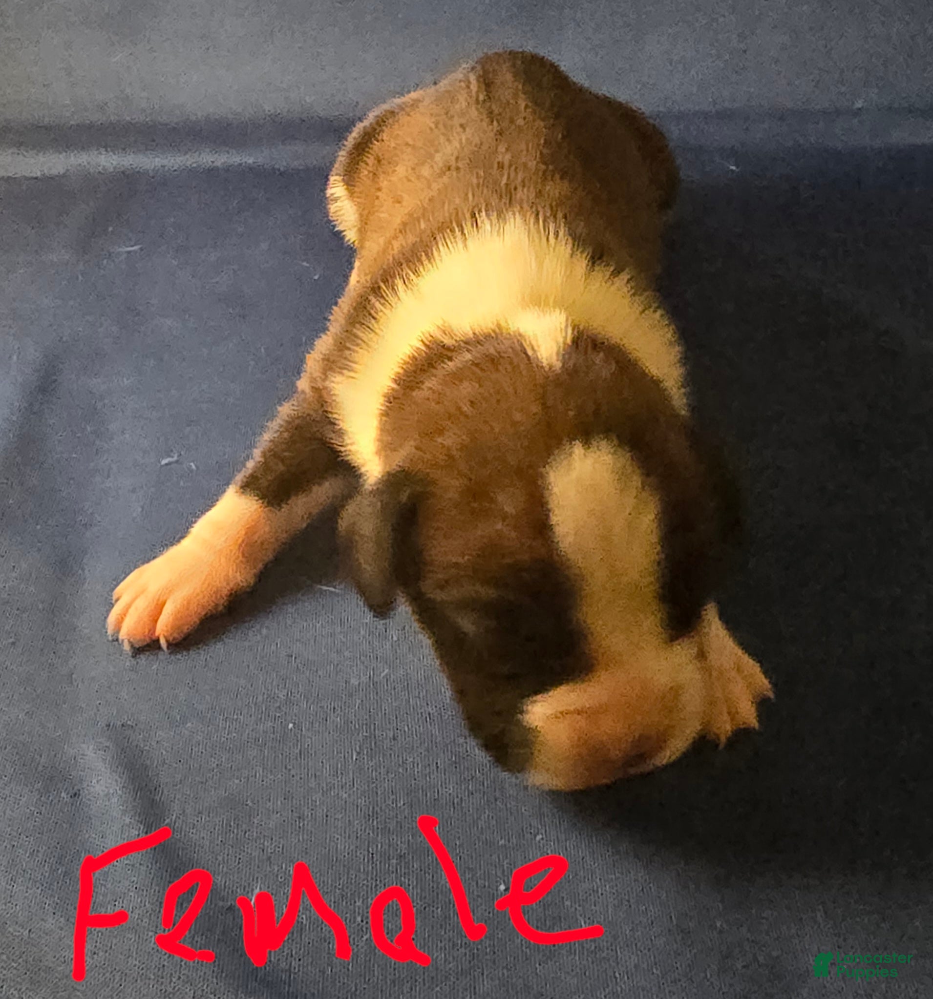 Boxer dogs Boxer Puppy 1 - Ad 1