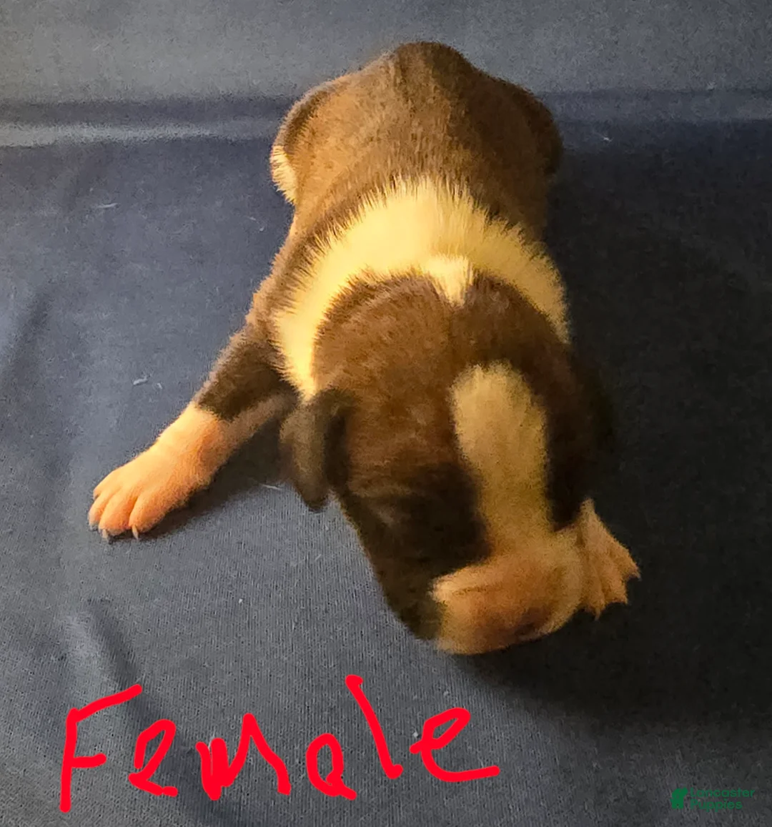 Boxer dogs for sale: Boxer Puppy 1 - Ad 1