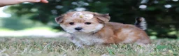 Morkie dogs for sale: Jana - Ad 8