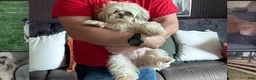 Shih Tzu dogs for sale: Shih Tzu 2 - Ad 6