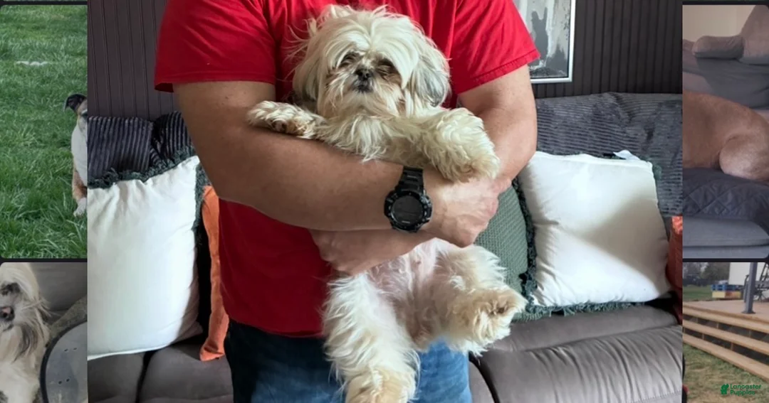 Shih Tzu dogs for sale: Shih Tzu 5 reserved  - Ad 2