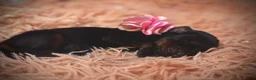 Doberman Pinscher dogs for sale: European Doberman Female (Pink Collar) - Ad 4