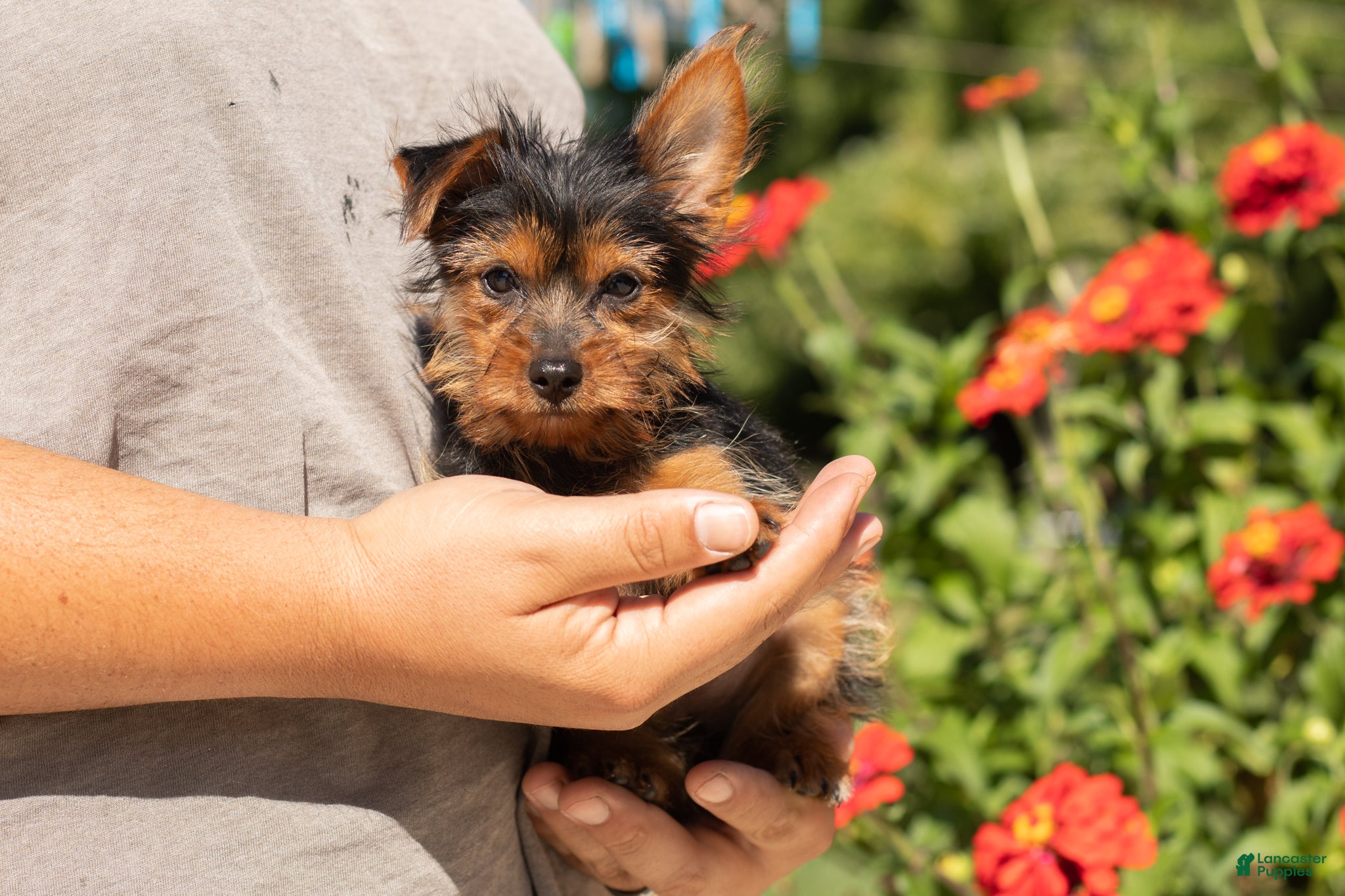 Yorkshire Terrier dogs Muriel  - Ad 29