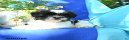 Shih Tzu dogs for sale: Cuttie - Ad 2