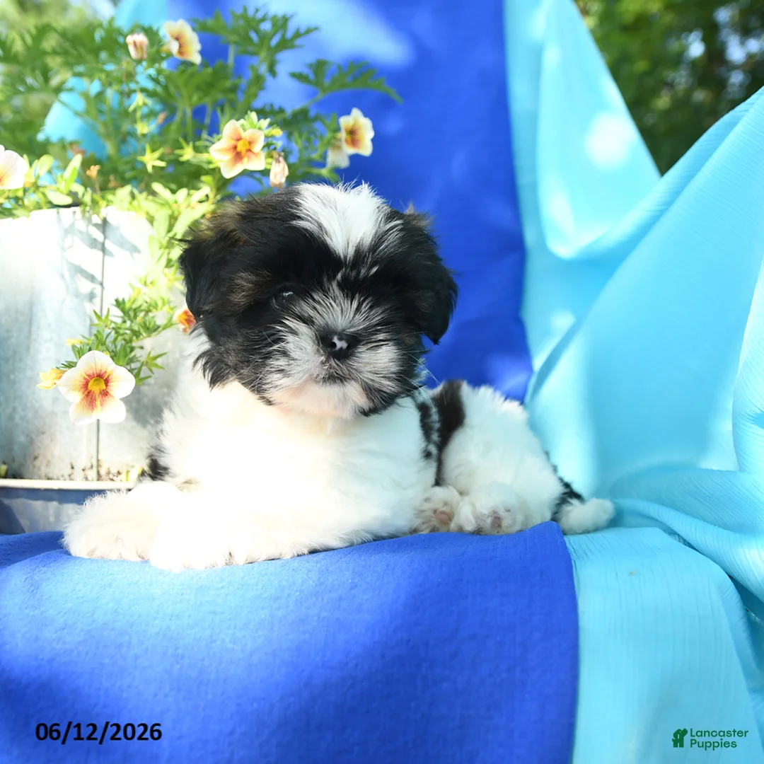Shih Tzu dogs for sale: Cuttie - Ad 2
