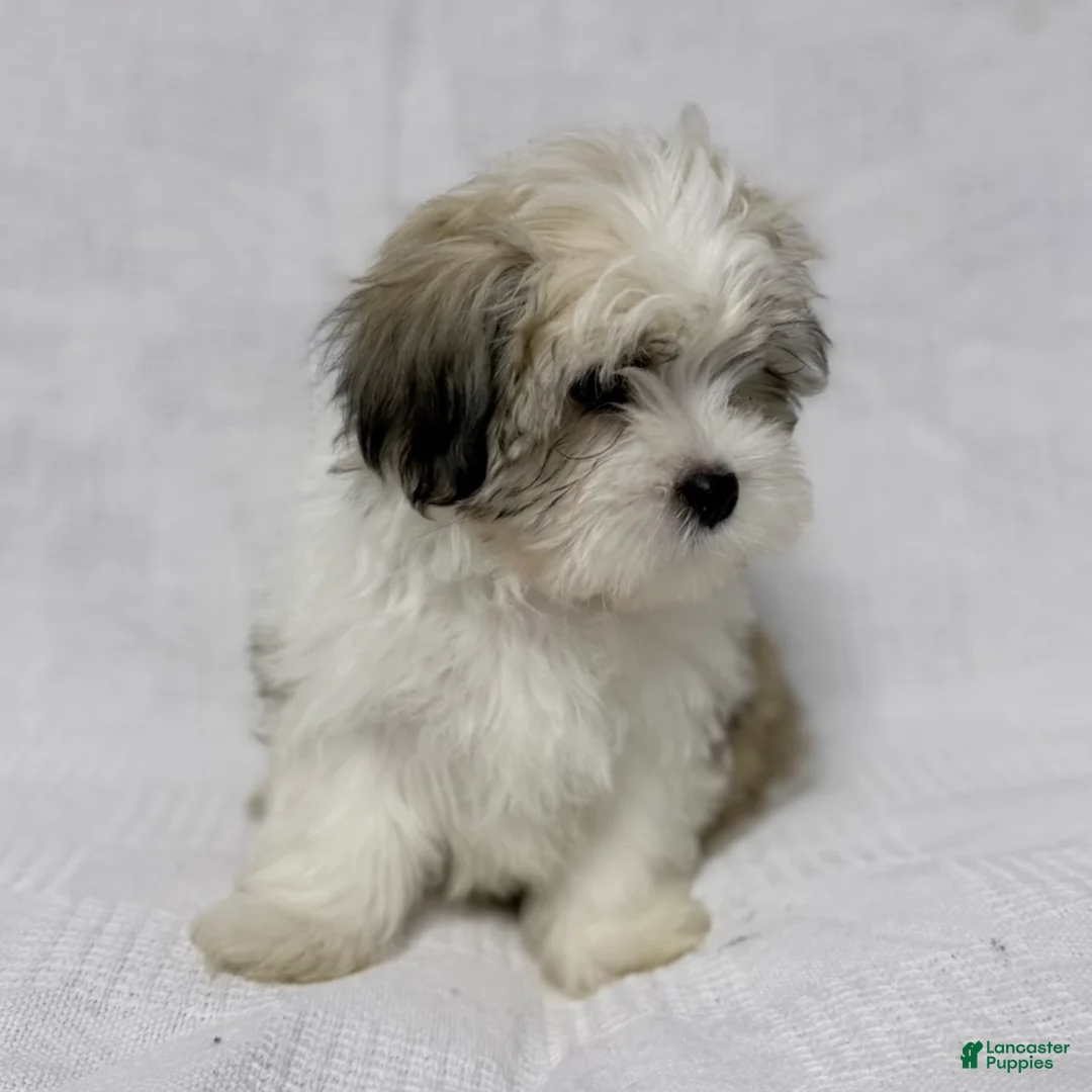 Malshi dogs for sale: Turkey - Ad 2