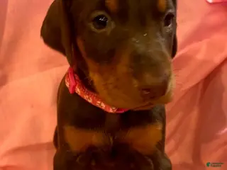 Doberman Pinscher dogs Lexi - Ad 35