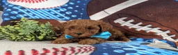 Lhasapoo dogs for sale: Hunter Hypoallergenic - Ad 5