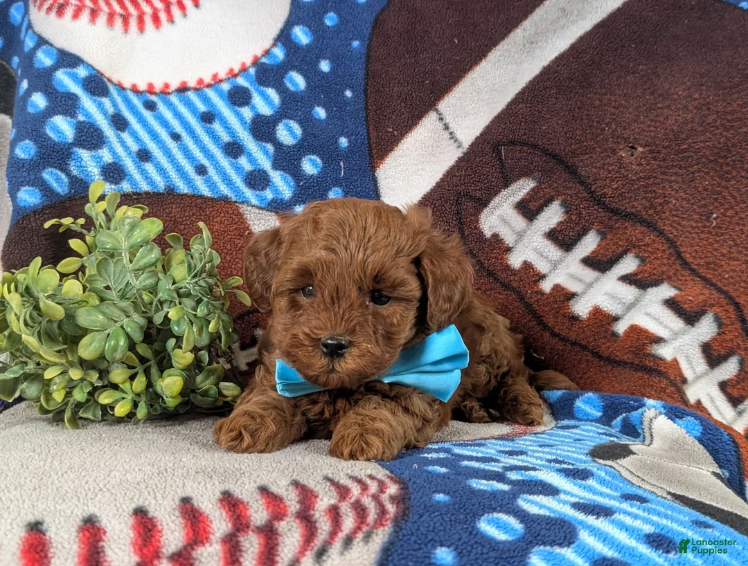 Lhasapoo dogs for sale: Hunter Hypoallergenic - Ad 5