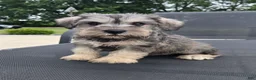 Miniature Schnauzer dogs for sale: Sammy - Ad 5