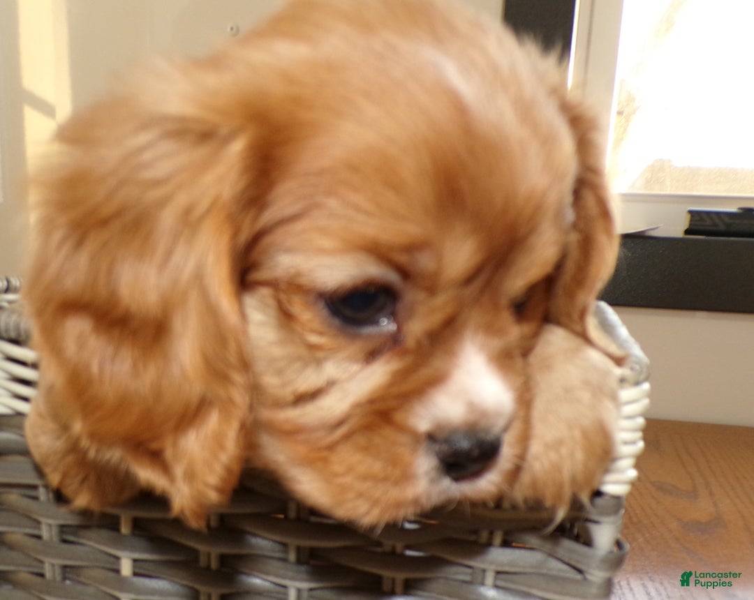 Cavalier King Charles Spaniel dogs for sale: Cavalier King Charles Spaniel Puppy 2 Tucker - Ad 3