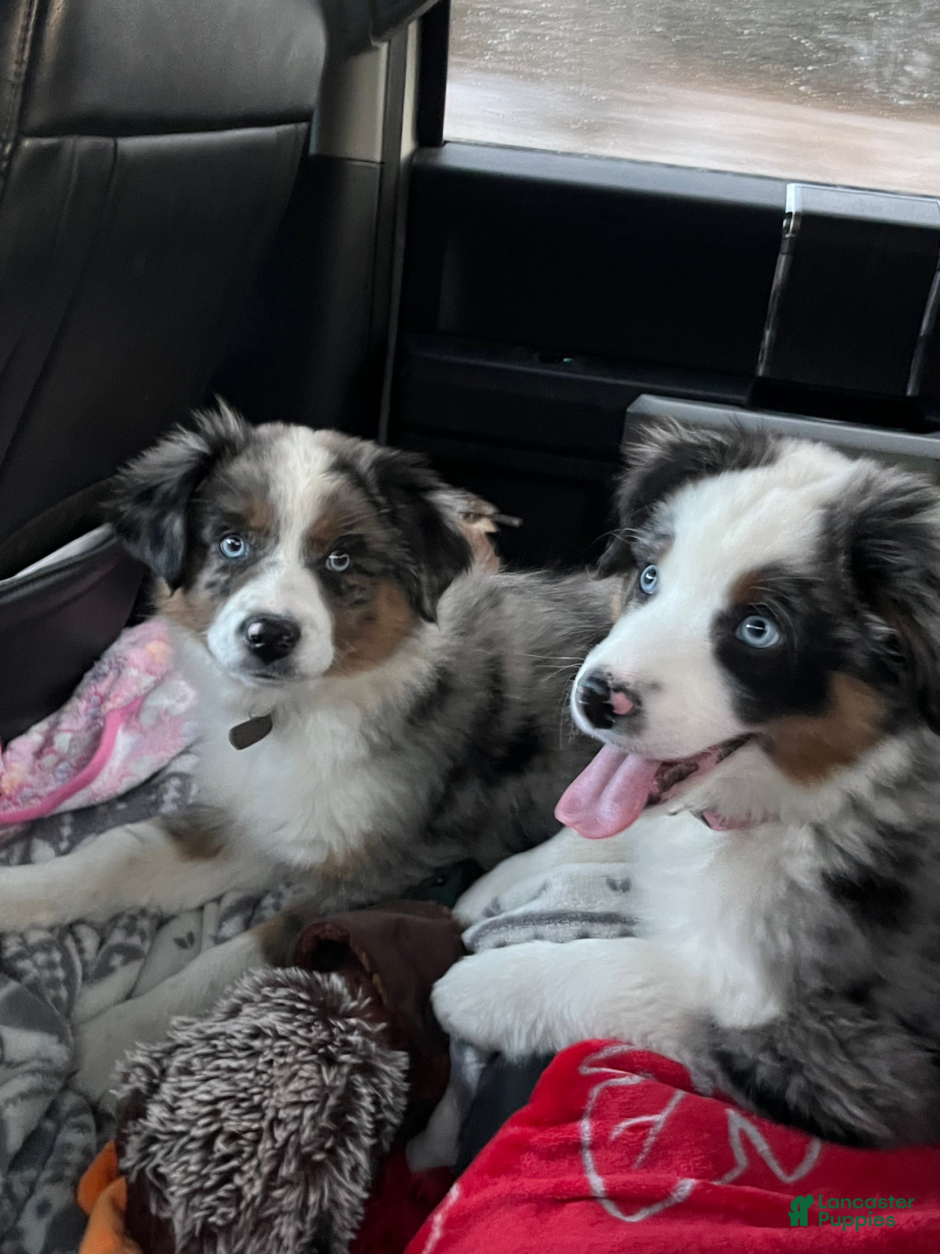 Mixed Breed dogs Honey  - Ad 2