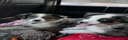 Mixed Breed dogs for sale: Honey  - Ad 2
