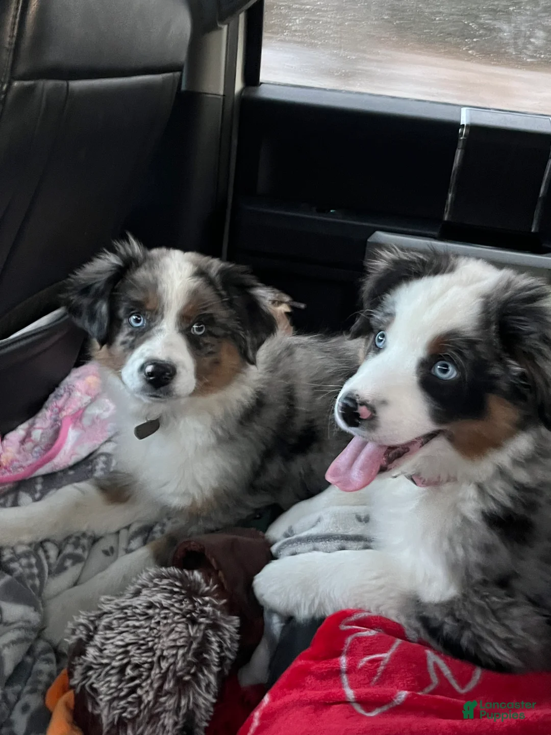 Mixed Breed dogs for sale: Honey  - Ad 2