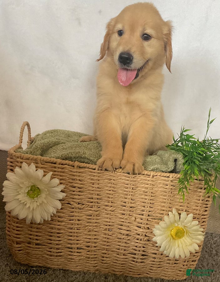 Golden Retriever dogs Candy - Ad 1