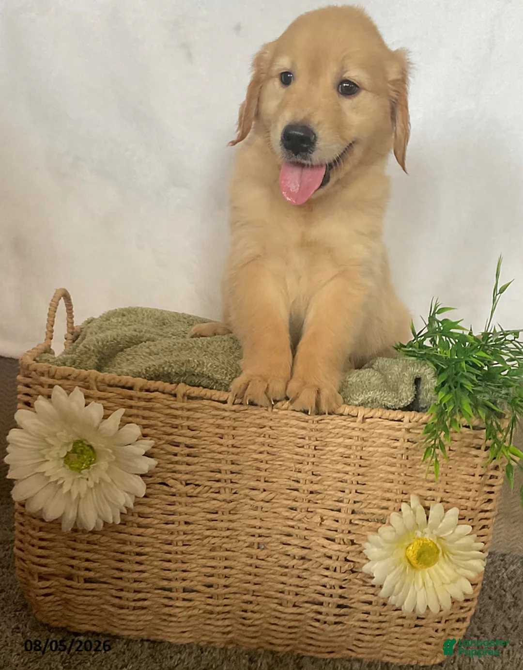Golden Retriever dogs for sale: Candy - Ad 1