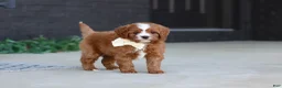 Cavapoo dogs for sale: Mickey - Ad 3