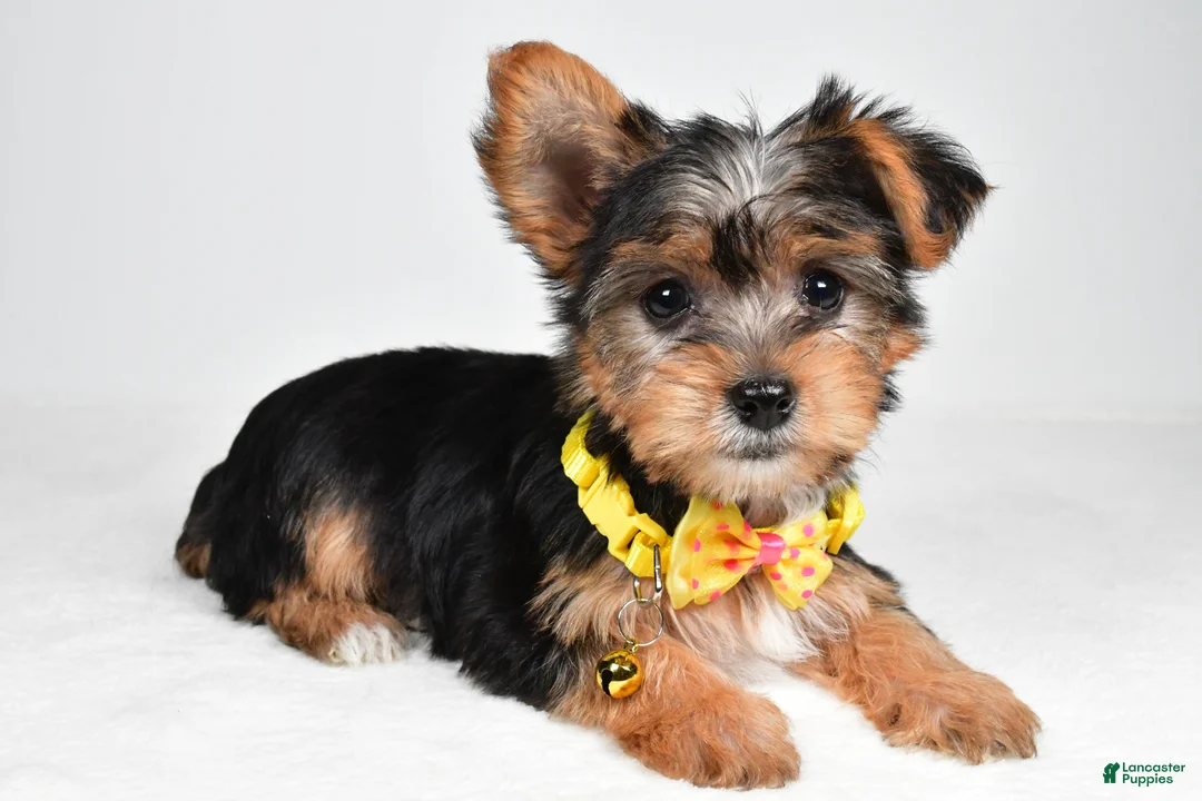 Yorkshire Terrier dogs for sale: Myles - Ad 2