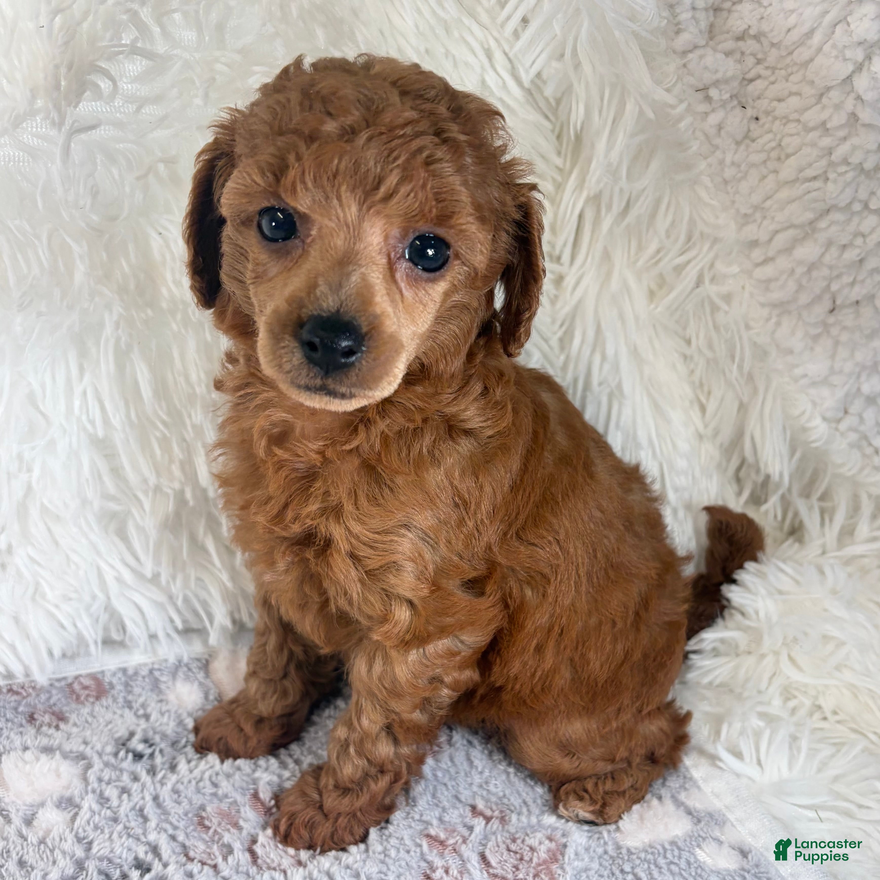 Toy Poodle dogs Yvonne - Ad 41