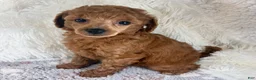 Toy Poodle dogs for sale: Yvonne - Ad 1